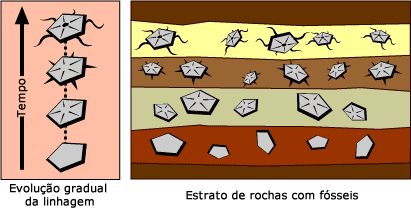 Um registro fóssil mostra evolução gradual