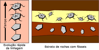 Um registro fóssil com evolução rápida