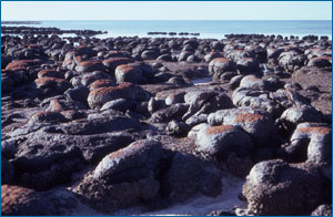 estromatólitos em Shark Bay