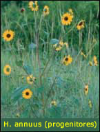Helianthus annuus
