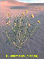 Helianthus anomalus