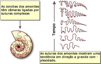 Suturas amonita mostram uma tendência de maior complexidade