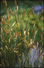 Anthoxanthum odoratum