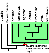 Onde os quatro membros evoluiu no clade dos vertebrados