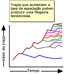 Características que aumentam as taxas de especiação tendem a mudar em uma direção