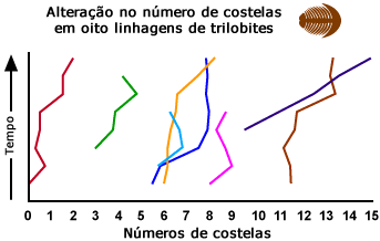 Trilobite mudanças costela