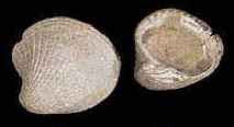 Venericardia planicosta