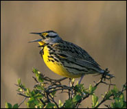 Western meadowlark