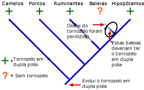 Filogenia baleia mostrando onde os ossos do tornozelo são perdidos