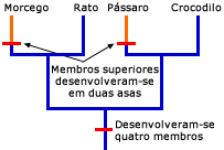 Filogenia mostrando onde as asas evoluíram separadamente em morcegos e pássaros
