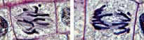 Cell mitosis