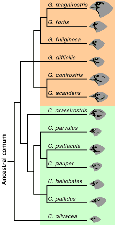 Os Tentilhões de Darwin