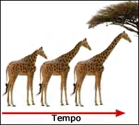 Girafa estensão do pescoço