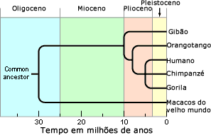 Tempo de divergência e filogenia de hominídeos