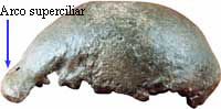 Homo erectus skull