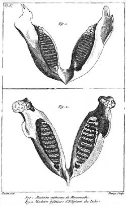 Mammoth comparação mandíbula