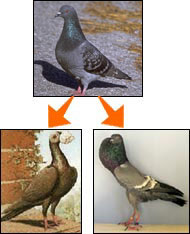 Reprodução de pombos