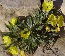 Evening Primrose