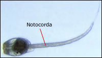 Foto larva Tunicado