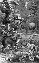 Mamíferos da Floresta de Bornéu