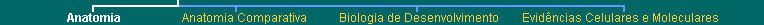 Anatomia