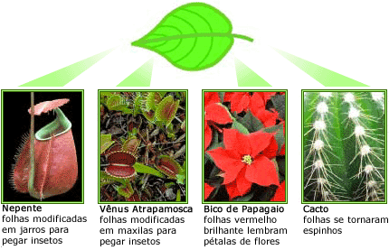 homólogos