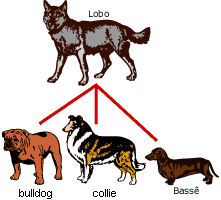 Cães de raças