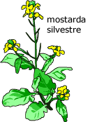 Mostarda Selvagem