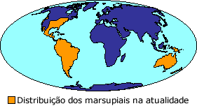 distribuição em todo o mundo marsupial