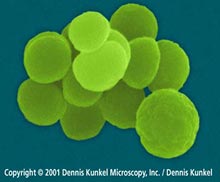 Neisseria gonorrhoeae