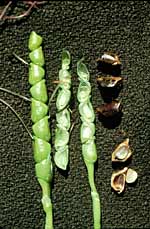 Teosinte - Zea diploperennis ears