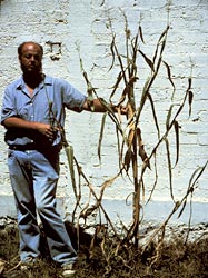 Zea mays mexicana