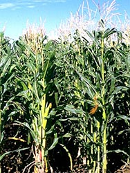 Campo domstico de milho
