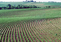 Campo de milho