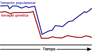 Variação genética não rebote de uma diminuição tão rapidamente quanto o tamanho da população
