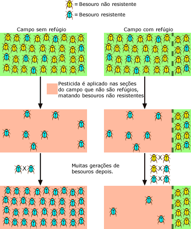 Efeito de refúgios na eficácia dos pesticidas

