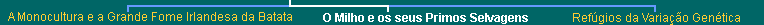 Lower Navigation Bar