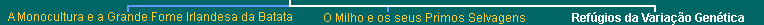 Lower Navigation Bar