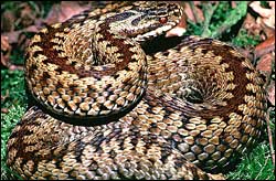 Vipera berus