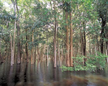 Igapo Lago