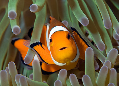 Amphiprion ocellaris