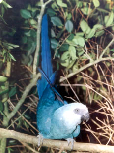 Ararinha azul, animal severamente ameaçado de extinção