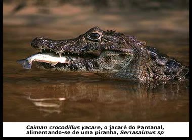 Jacaré alimentando-se de uma piranha, fato típico nesse ecossistema