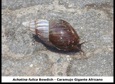 Caramujo gigante africano, espécie exótica encontrada no Paraná