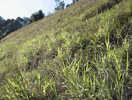 Capim-gordura (Melinis minutiflora)