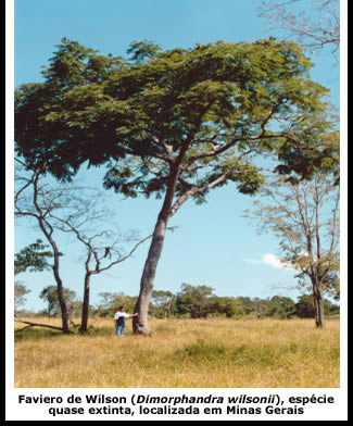 O Faviero de Wilson está na lista de espécies mais ameaçadas de extinção da IUCN em 2006. Existem apenas 16 exemplares crescendo na natureza atualmente.