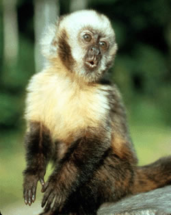 O Cebus xanthosternos tem seu habitat na Mata Atlântica e estava na lista de espécies mais ameaçadas de extinção da IUCN em 2003