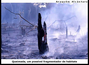 Queimada na região amazônica