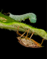 Defensive behavior of the tobacco hornworn against a predator, the spinned soldier bug. From Jennifer's Lather labsite
