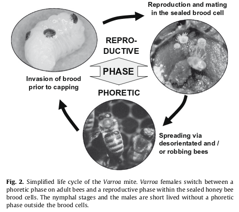  Rosenkranz et al. 2010